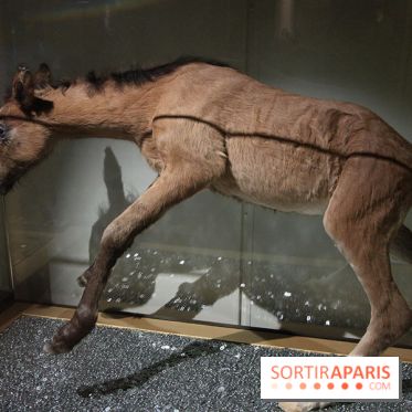 Exposition BéBés animaux à la Cité des Sciences, les photos