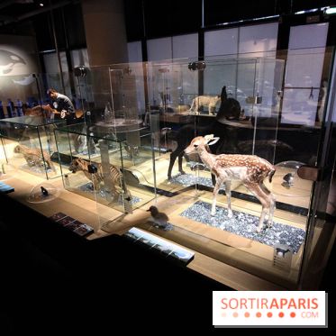 Exposition BéBés animaux à la Cité des Sciences, les photos