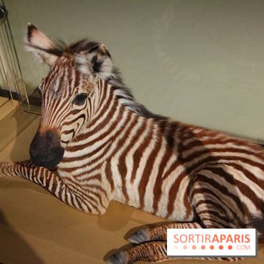 Exposition BéBés animaux à la Cité des Sciences, les photos