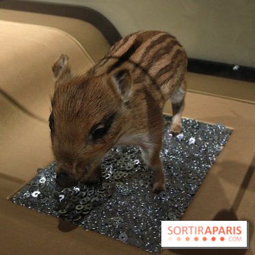Exposition BéBés animaux à la Cité des Sciences, les photos