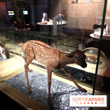 Exposition BéBés animaux à la Cité des Sciences, les photos
