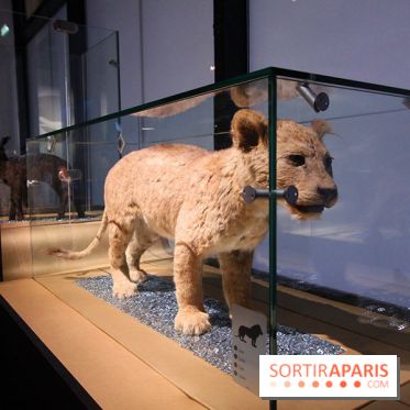 Exposition BéBés animaux à la Cité des Sciences, les photos