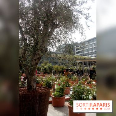 Jardin d'Orient à l'Institut du Monde Arabe