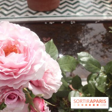 Jardin d'Orient à l'Institut du Monde Arabe