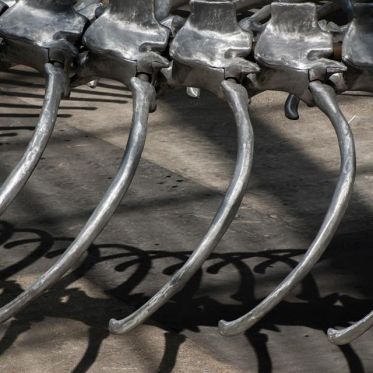 Monumenta 2016, Huang Yong Ping au Grand Palais