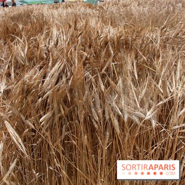 Gad Weil installe son Champ de Blés Place Vendôme