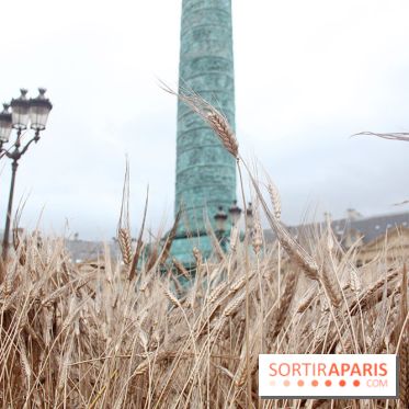 Gad Weil installe son Champ de Blés Place Vendôme