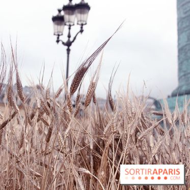 Gad Weil installe son Champ de Blés Place Vendôme