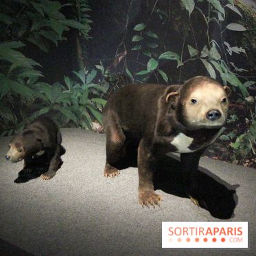 Espèces d'Ours, l'expo au Muséum National d'Histoire Naturelle