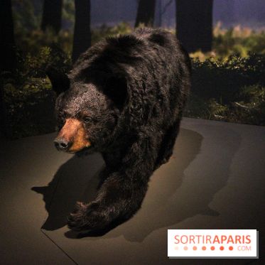 Espèces d'Ours, l'expo au Muséum National d'Histoire Naturelle