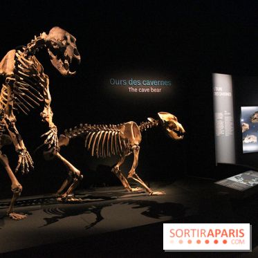 Espèces d'Ours, l'expo au Muséum National d'Histoire Naturelle