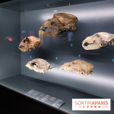 Espèces d'Ours, l'expo au Muséum National d'Histoire Naturelle