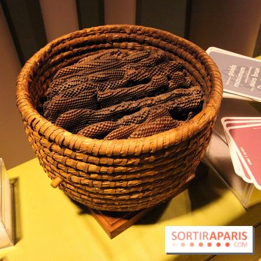 Espèces d'Ours, l'expo au Muséum National d'Histoire Naturelle