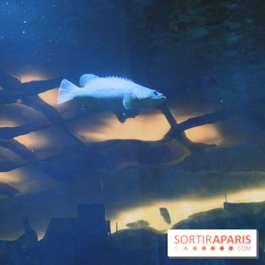 Aquarium de Paris Décembre 2016
