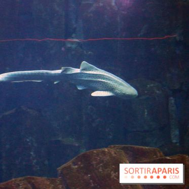 Aquarium de Paris Décembre 2016