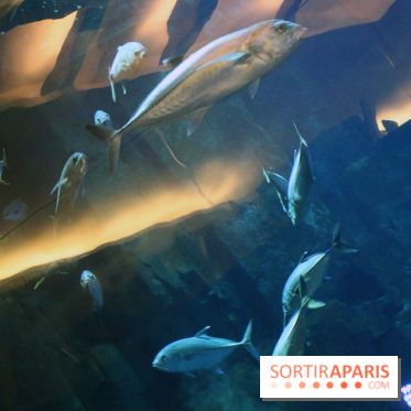 Aquarium de Paris Décembre 2016