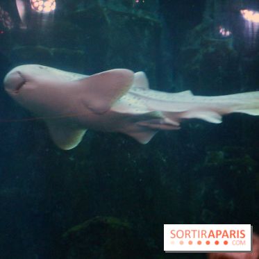 Aquarium de Paris Décembre 2016