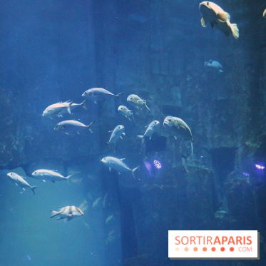 Aquarium de Paris Décembre 2016