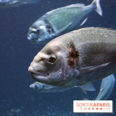 Aquarium de Paris Décembre 2016