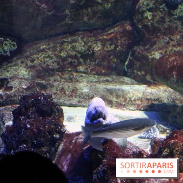Aquarium de Paris Décembre 2016