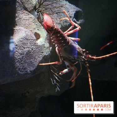 Aquarium de Paris Décembre 2016