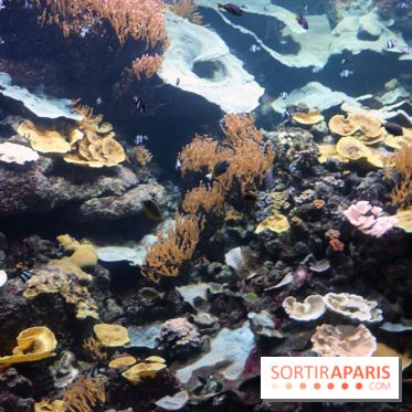 Aquarium de Paris Décembre 2016