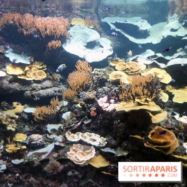 Aquarium de Paris Décembre 2016