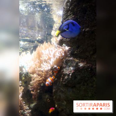 Aquarium de Paris Décembre 2016