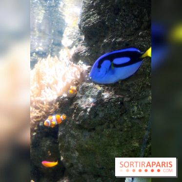 Aquarium de Paris Décembre 2016