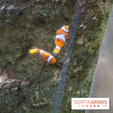 Aquarium de Paris Décembre 2016