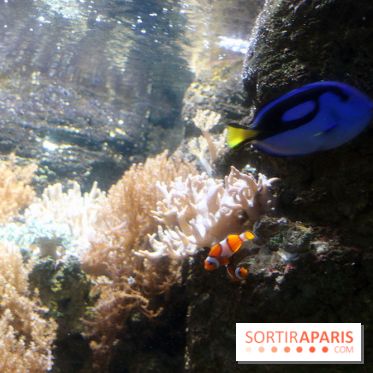 Aquarium de Paris Décembre 2016