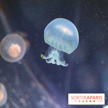 Aquarium de Paris Décembre 2016