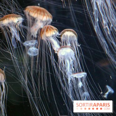 Aquarium de Paris Décembre 2016