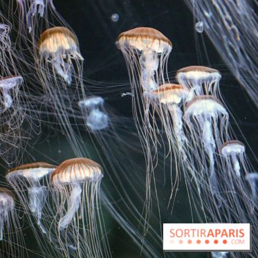 Aquarium de Paris Décembre 2016