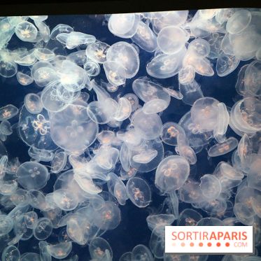 Aquarium de Paris Décembre 2016