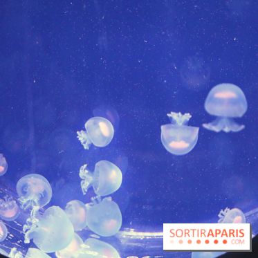Aquarium de Paris Décembre 2016