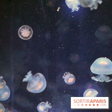 Aquarium de Paris Décembre 2016