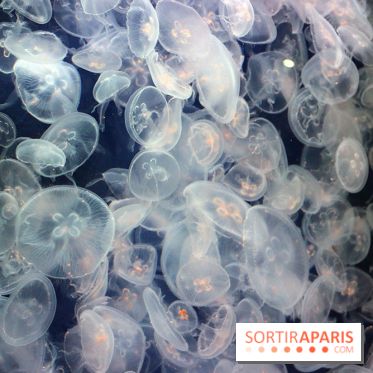 Aquarium de Paris Décembre 2016