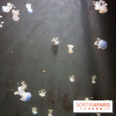 Aquarium de Paris Décembre 2016
