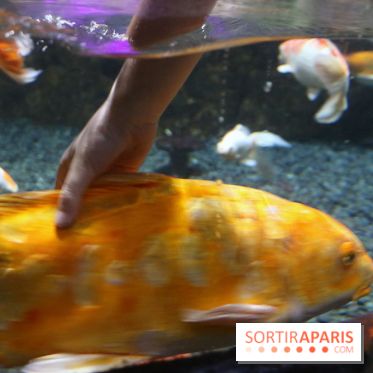 Aquarium de Paris Décembre 2016