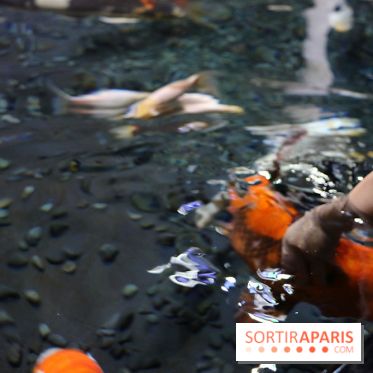Aquarium de Paris Décembre 2016