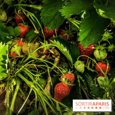 Cueillettes des fraises autour de Paris