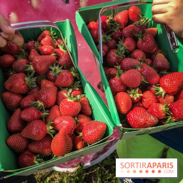 Cueillettes des fraises autour de Paris