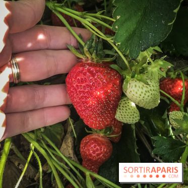 Cueillettes des fraises autour de Paris