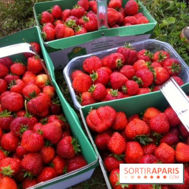 cueillettes des fraises autour de Paris