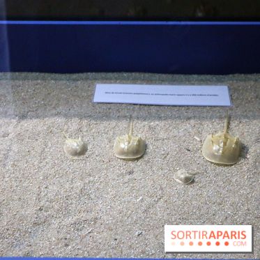 Zig & Sharko à l'aquarium de Paris