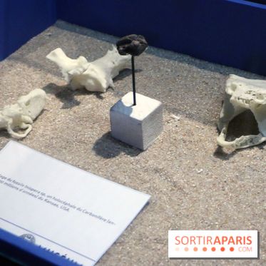 Zig & Sharko à l'aquarium de Paris