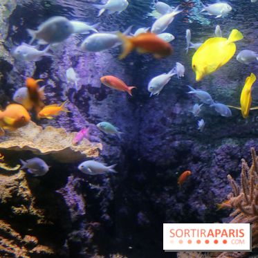 Zig & Sharko à l'aquarium de Paris