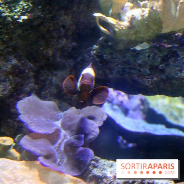 Zig & Sharko à l'aquarium de Paris