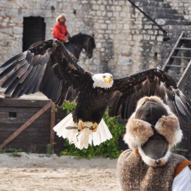 Les Aigles des Remparts de Provins 2017